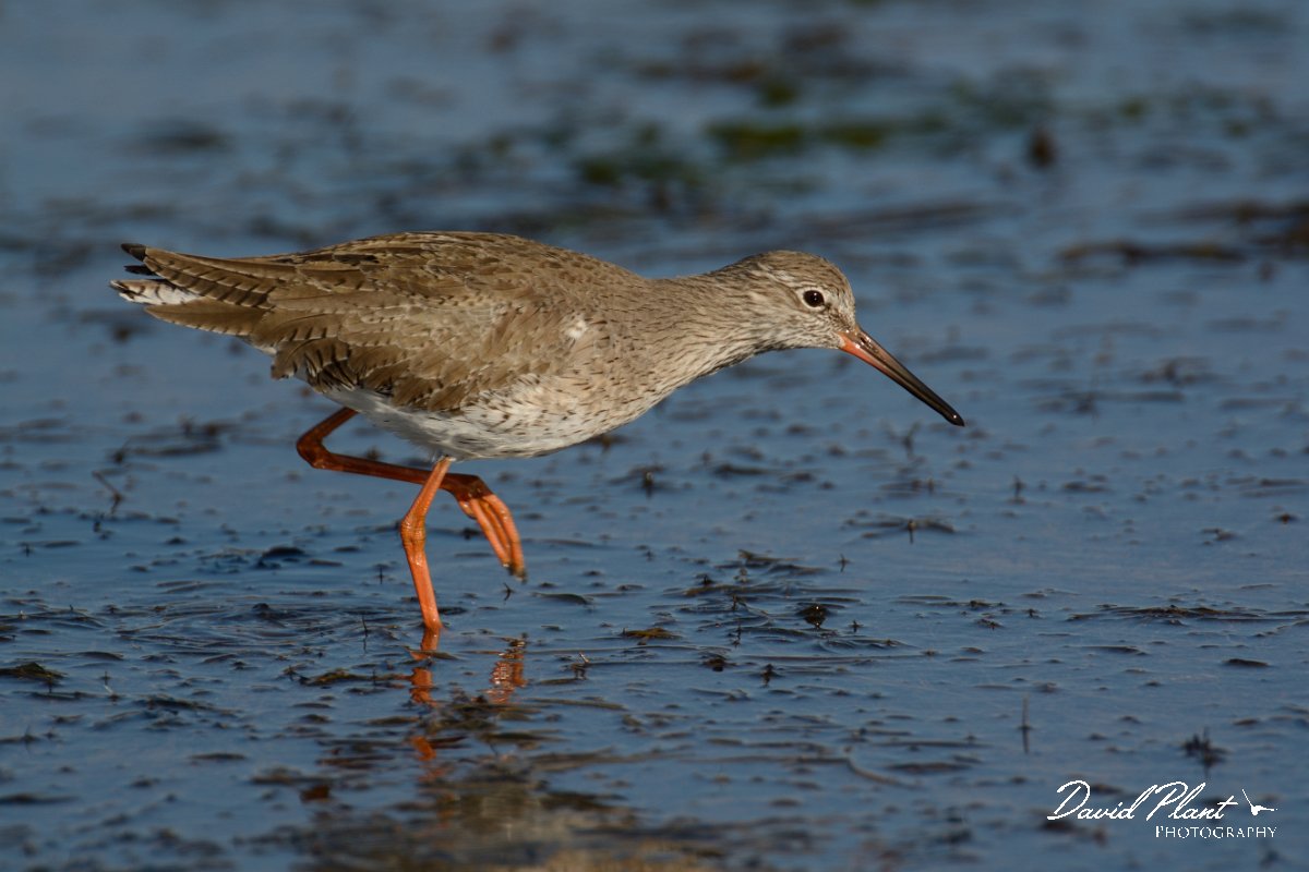 DPP - Wildlife Photography - Redshank - D.jpg - Redshank - Sitio das 4 Aguas