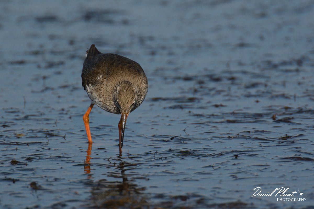 DPP - Wildlife Photography - Redshank - E.jpg - Redshank - Sitio das 4 Aguas