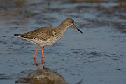 DPP - Wildlife Photography - Redshank - B