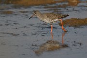 DPP - Wildlife Photography - Redshank - C