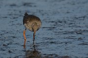 DPP - Wildlife Photography - Redshank - E