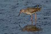 DPP - Wildlife Photography - Redshank - F