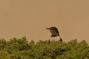 DPP - Wildlife Photography - Ring ouzel - B