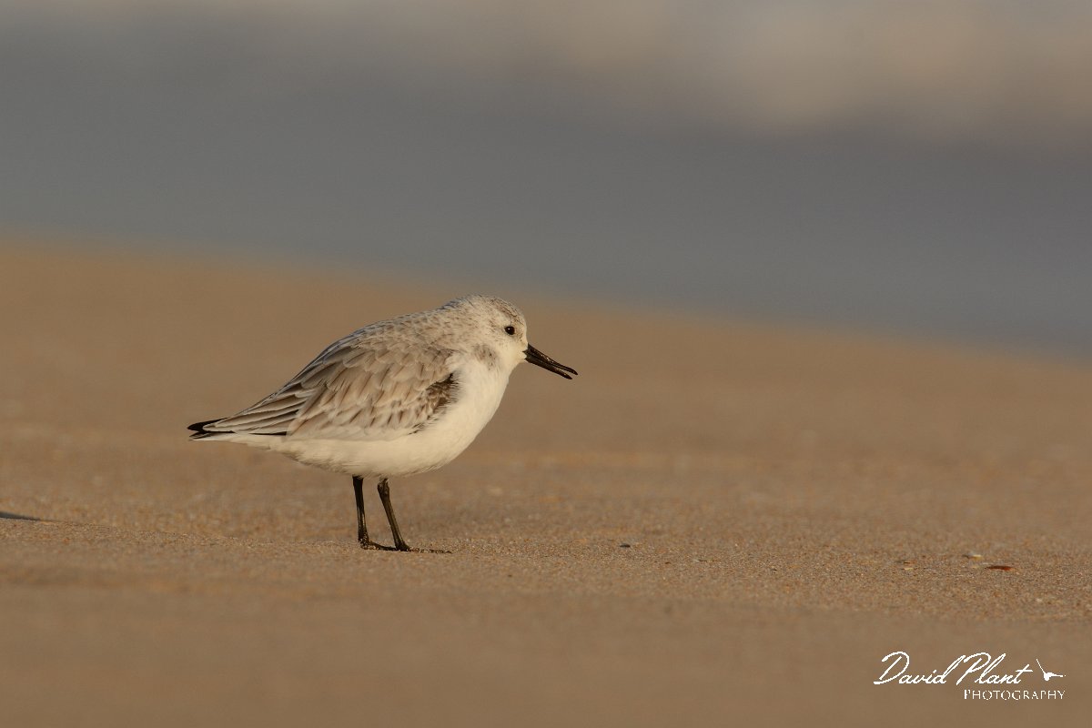 DPP - Wildlife Photography - Sanderling - A.jpg - Sanderling - Praia do Alvor