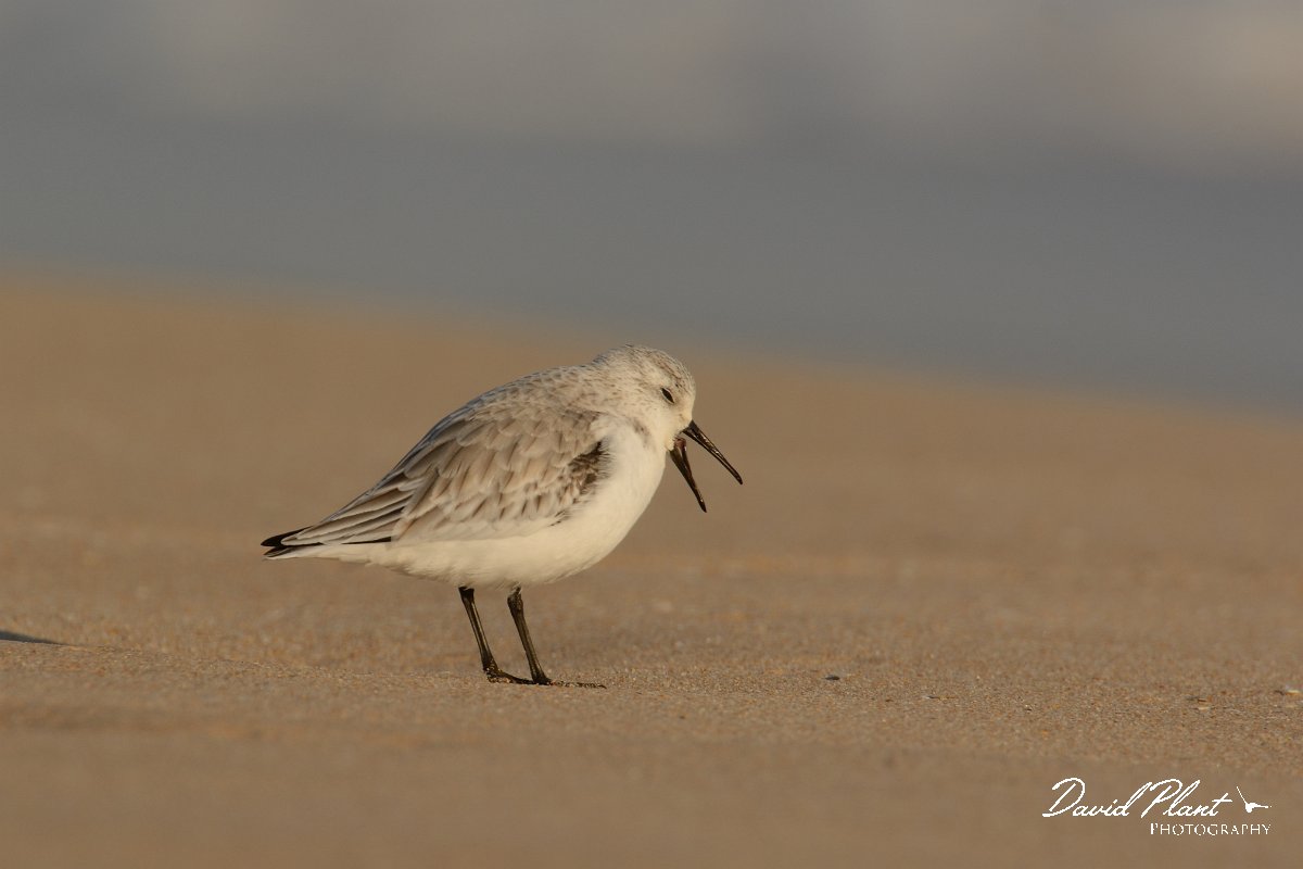 DPP - Wildlife Photography - Sanderling - B.jpg - Sanderling yawning - Praia do Alvor