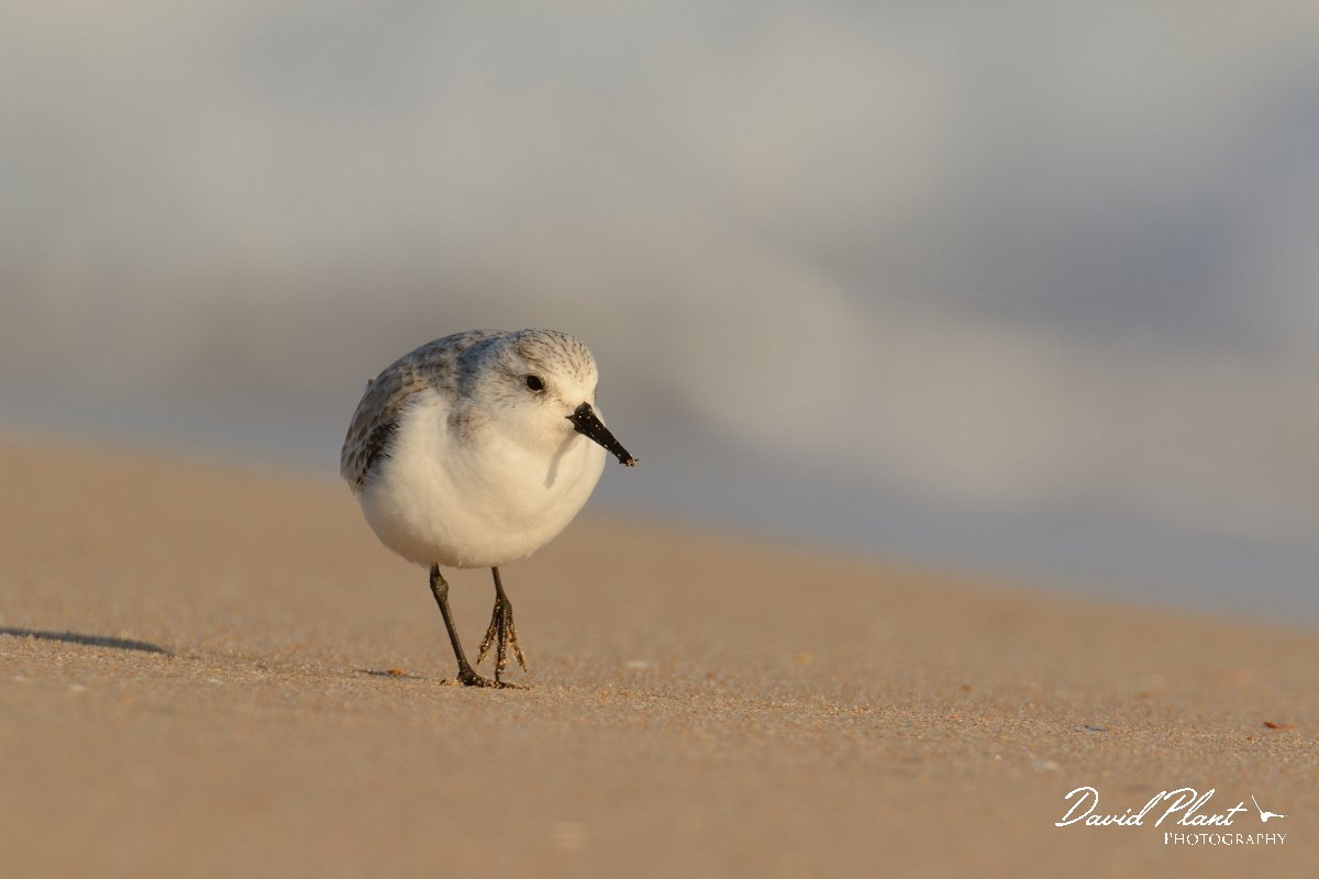 DPP - Wildlife Photography - Sanderling - C.jpg - Sanderling - Praia do Alvor
