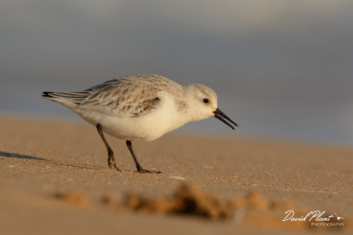 DPP - Wildlife Photography - Sanderling - E.jpg - Sanderling - Praia do Alvor