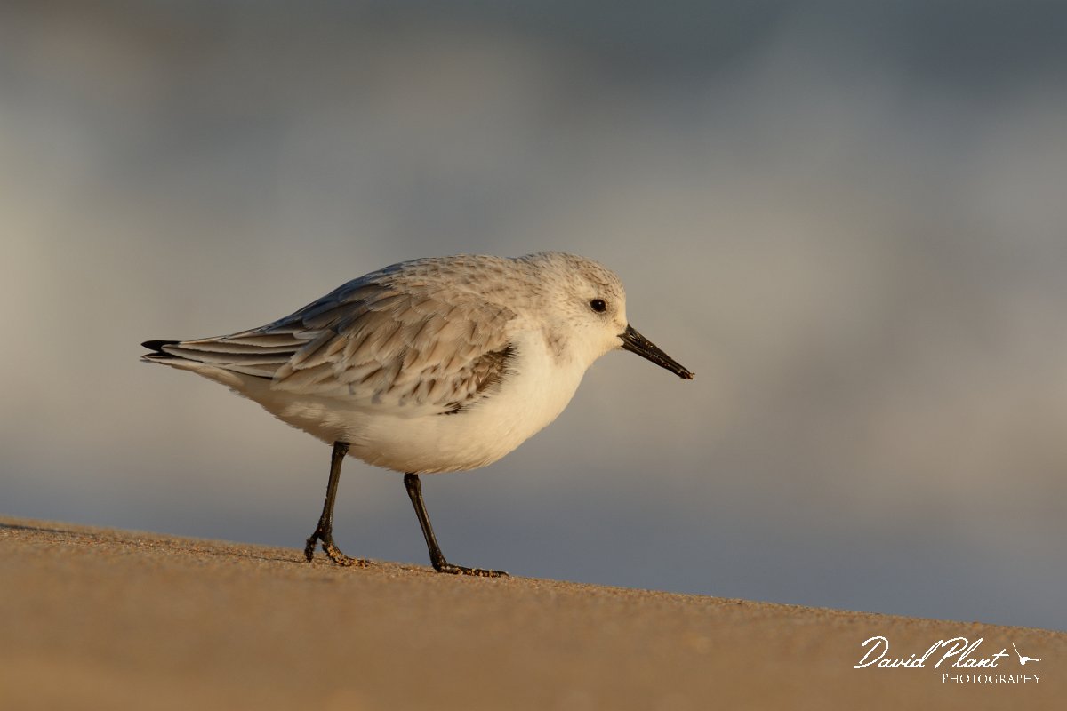 DPP - Wildlife Photography - Sanderling - F.jpg - Sanderling - Praia do Alvor