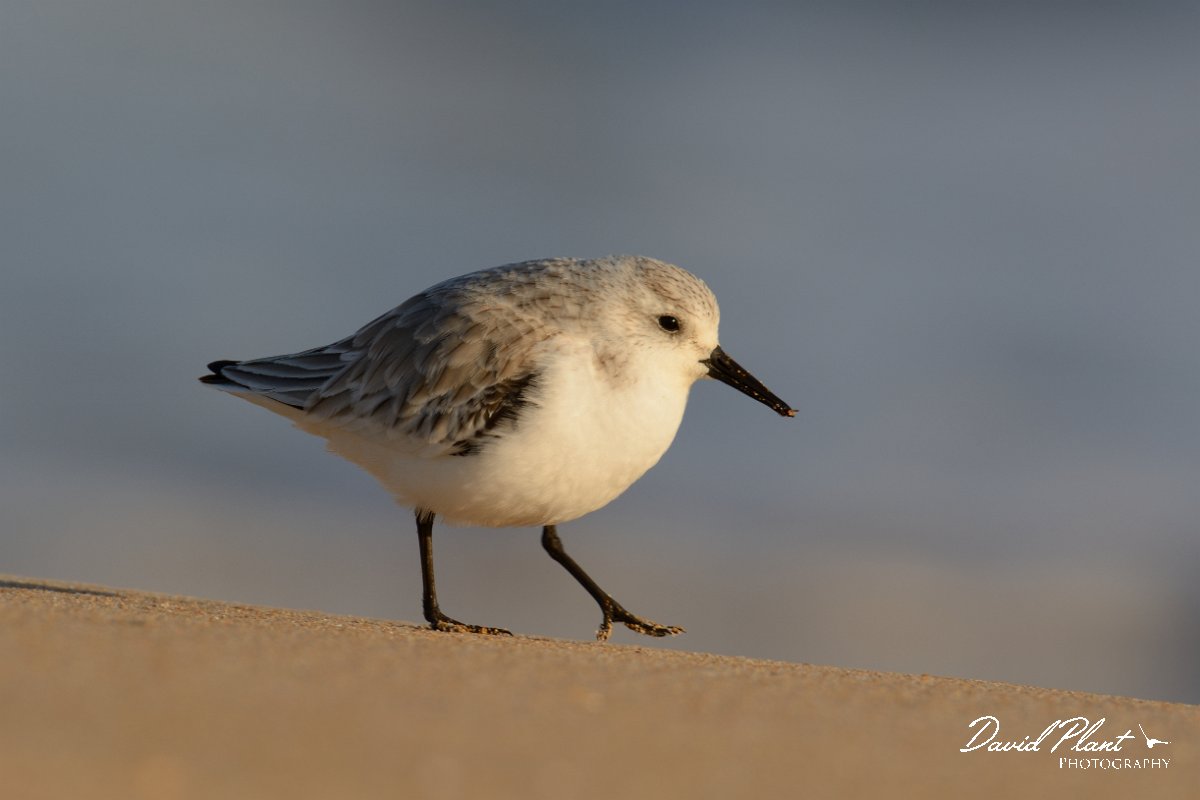 DPP - Wildlife Photography - Sanderling - G.jpg - Sanderling - Praia do Alvor
