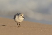 DPP - Wildlife Photography - Sanderling - C