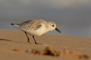 DPP - Wildlife Photography - Sanderling - E