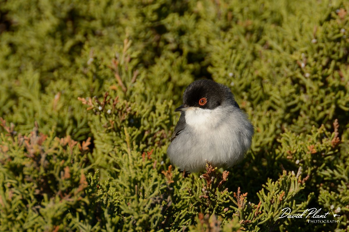 DPP - Wildlife Photography - Sardinian warbler - A.jpg - Sardinian warbler - Cabo de São Vicente