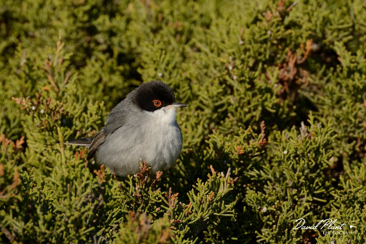 DPP - Wildlife Photography - Sardinian warbler - B.jpg - Sardinian warbler - Cabo de São Vicente