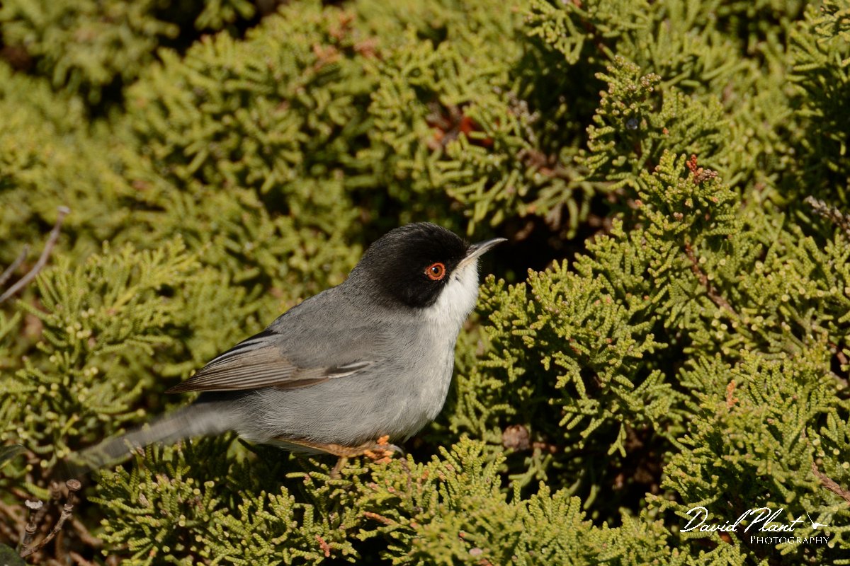 DPP - Wildlife Photography - Sardinian warbler - C.jpg - Sardinian warbler - Cabo de São Vicente