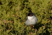 DPP - Wildlife Photography - Sardinian warbler - A