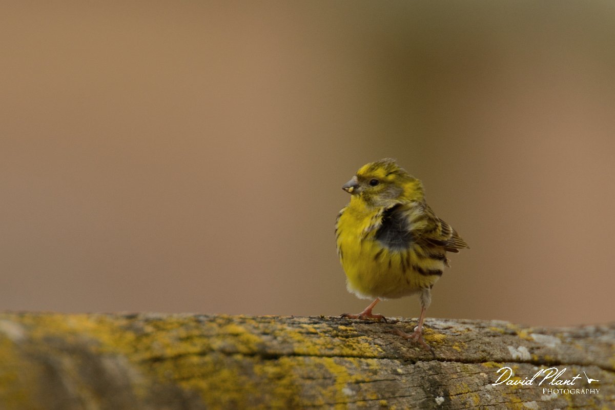 DPP - Wildlife Photography - Serin - A.jpg - Serin - Lagoa de São Lourenco