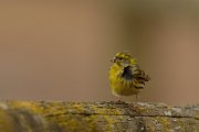 DPP - Wildlife Photography - Serin - A