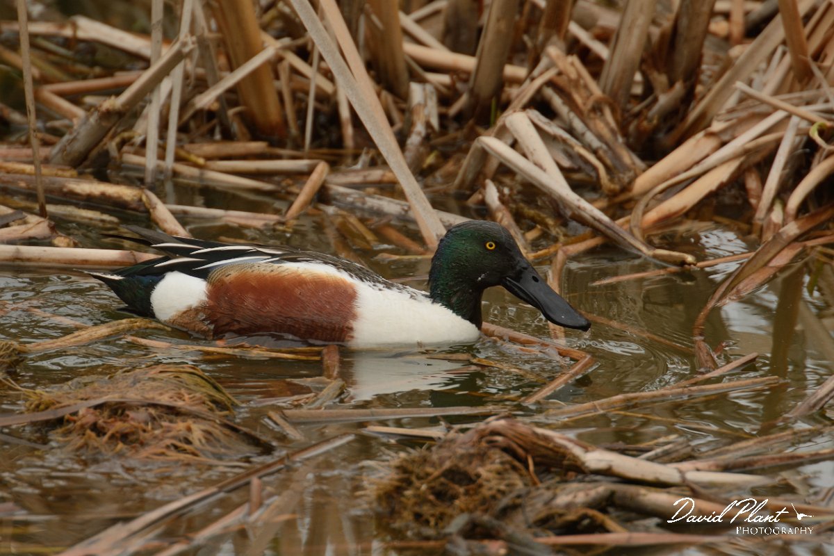 DPP - Wildlife Photography - Shoveler - A.jpg - Shoveler, male - Lagoa de São Lourenco