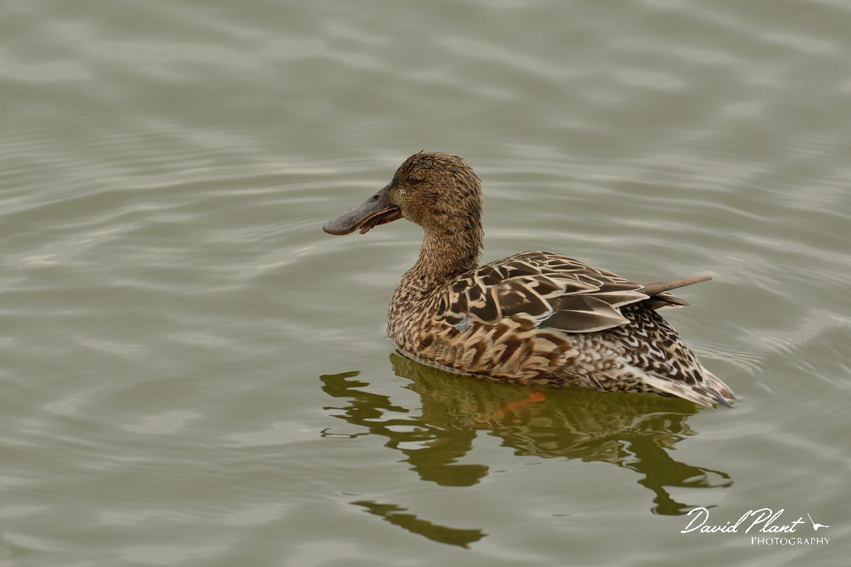 DPP - Wildlife Photography - Shoveler - B.jpg - Shoveler, female - Lagoa de São Lourenco