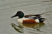 DPP - Wildlife Photography - Shoveler - C