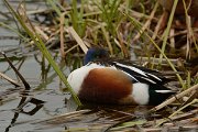 DPP - Wildlife Photography - Shoveler - D