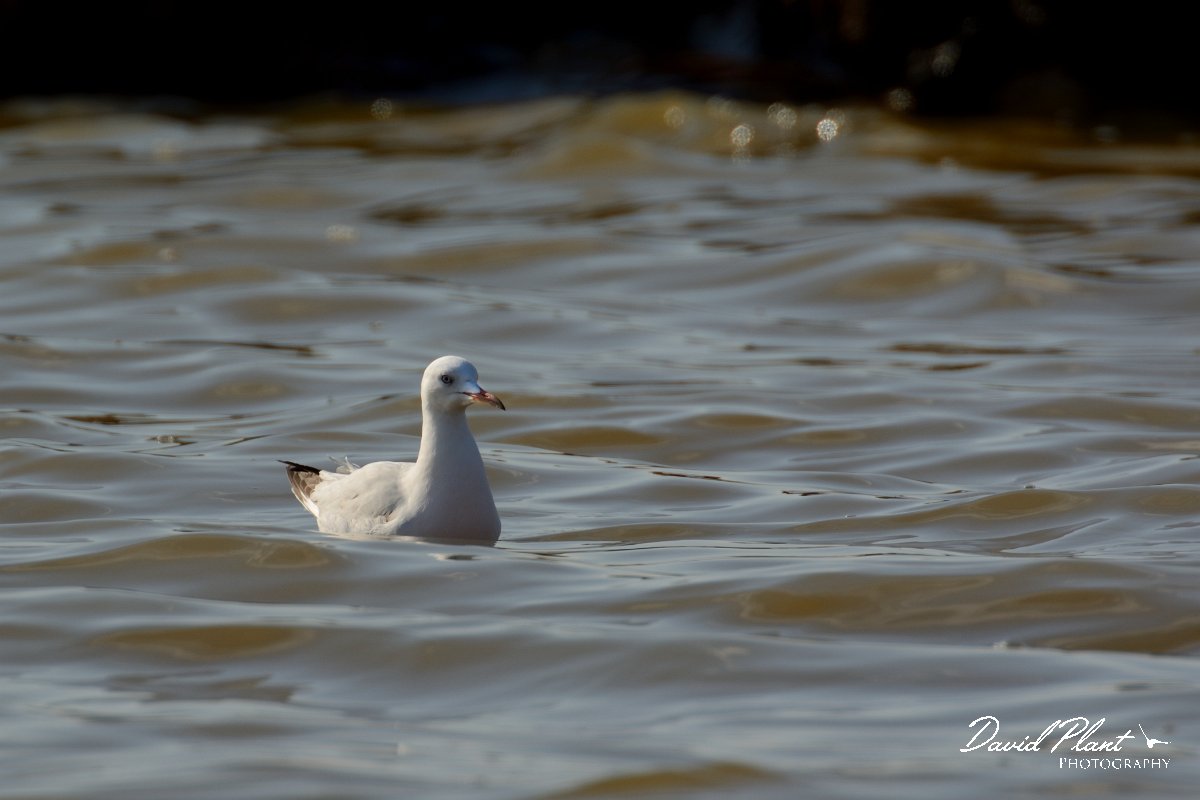 DPP - Wildlife Photography - Slender-billed gull - B.jpg - Slender-billed gull - Cerro de Bufo Saltpans