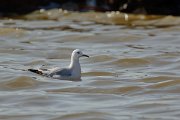 DPP - Wildlife Photography - Slender-billed gull - C