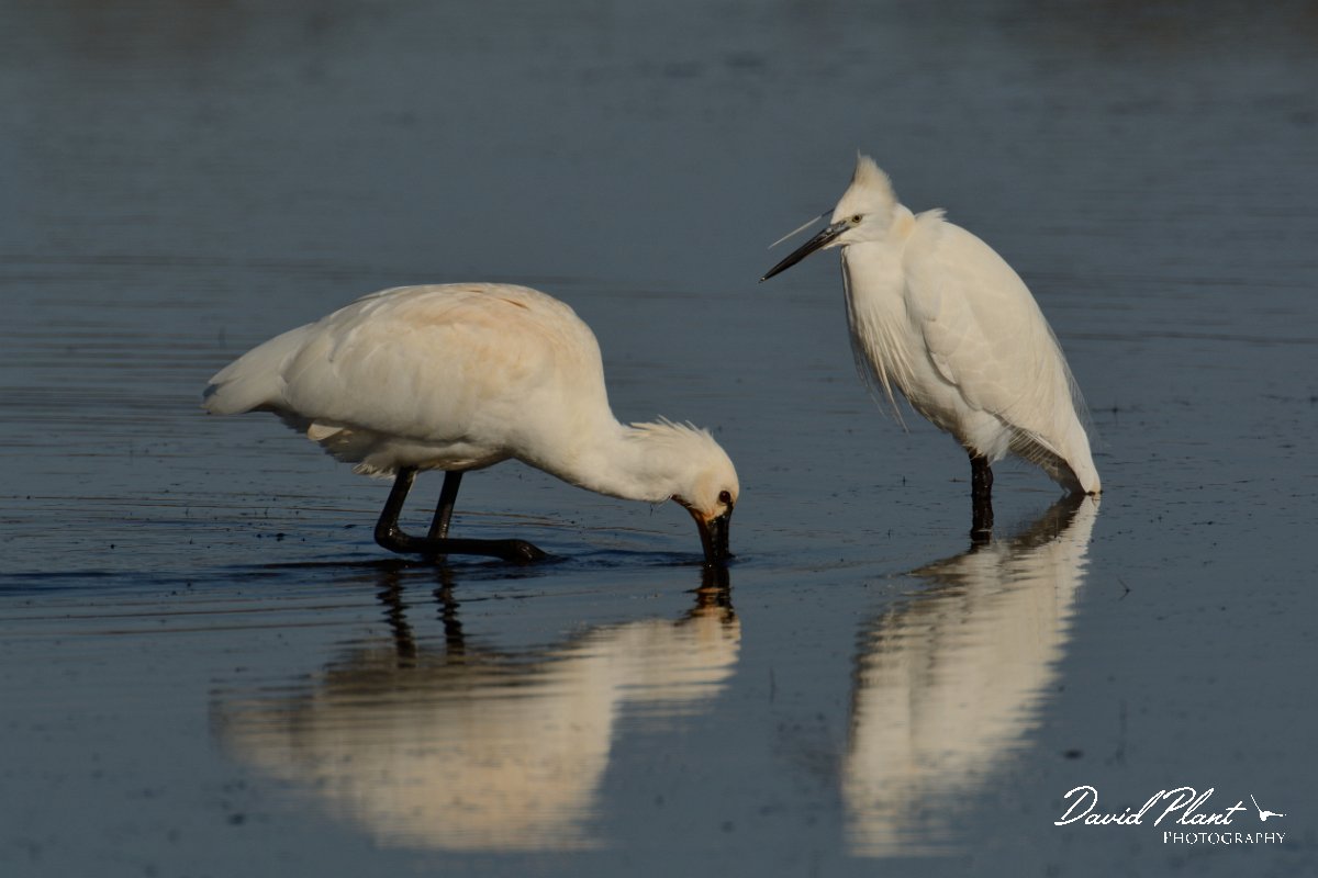 DPP - Wildlife Photography - Spoonbill - B.jpg - Spoonbill and little egret - Sitio das 4 Aguas