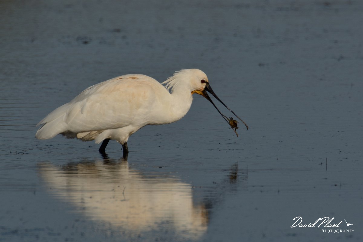 DPP - Wildlife Photography - Spoonbill - E.jpg - Spoonbill with crab - Sitio das 4 Aguas
