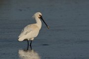 DPP - Wildlife Photography - Spoonbill - C