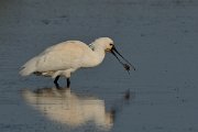 DPP - Wildlife Photography - Spoonbill - E