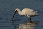 DPP - Wildlife Photography - Spoonbill - H