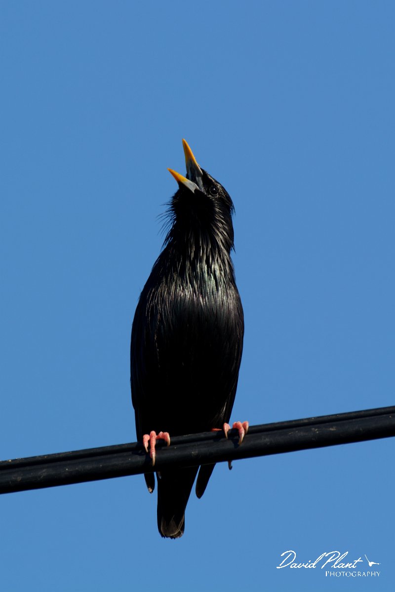 DPP - Wildlife Photography - Spotless starling - A.jpg - Spotless starling, male singing on wire - Cabo de São Vicente