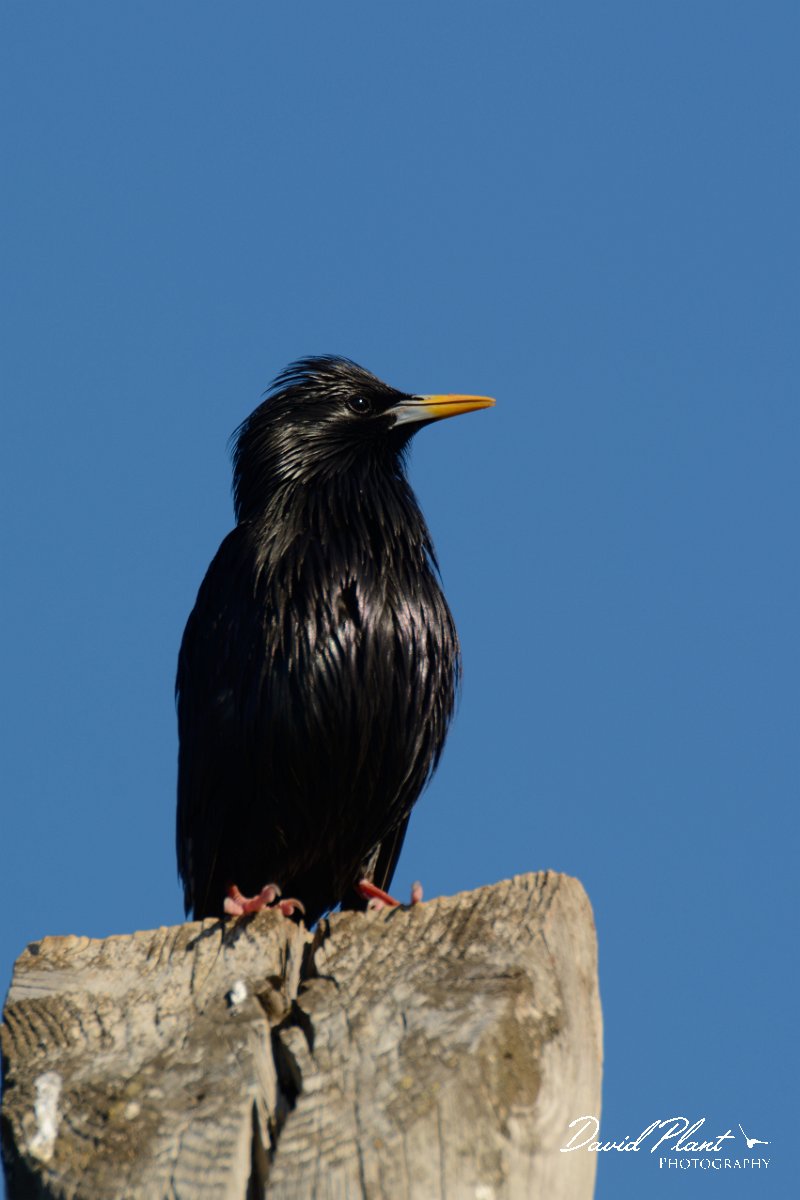 DPP - Wildlife Photography - Spotless starling - C.jpg - Spotless starling, male singing - Cabo de São Vicente