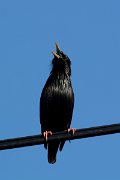 DPP - Wildlife Photography - Spotless starling - A