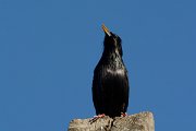 DPP - Wildlife Photography - Spotless starling - B