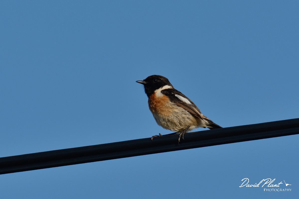 DPP - Wildlife Photography - Stonechat - A.jpg - Stonechat, male - Cabo de São Vicente