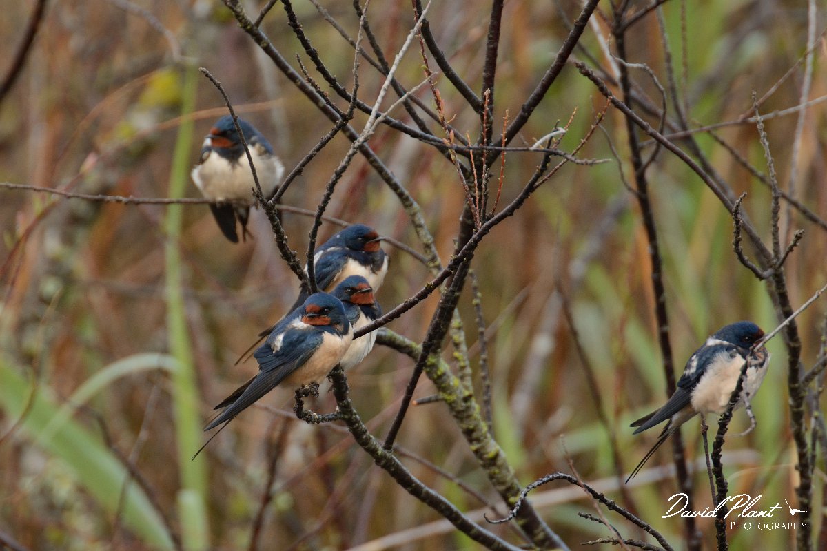 DPP - Wildlife Photography - Swallow - A.jpg - Swallow flock - Foz do Almargem