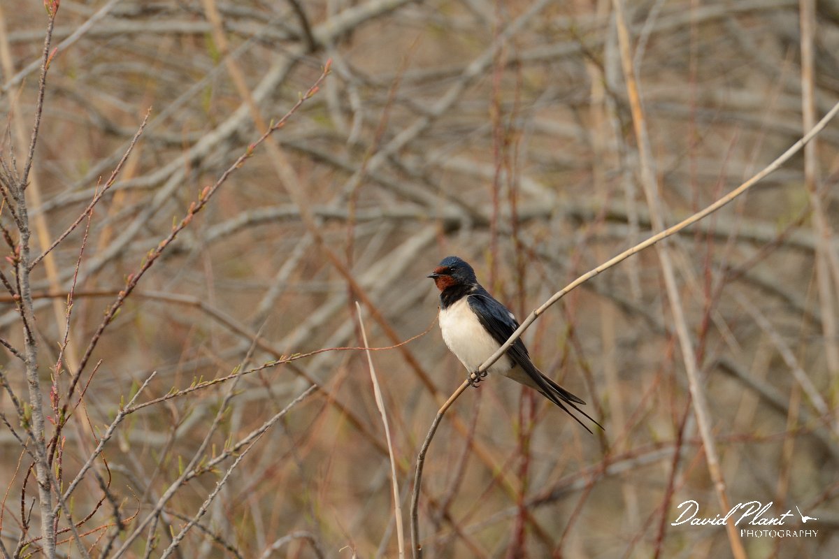 DPP - Wildlife Photography - Swallow - B.jpg - Swallow - Foz do Almargem