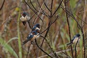DPP - Wildlife Photography - Swallow - A