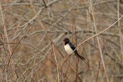 DPP - Wildlife Photography - Swallow - B
