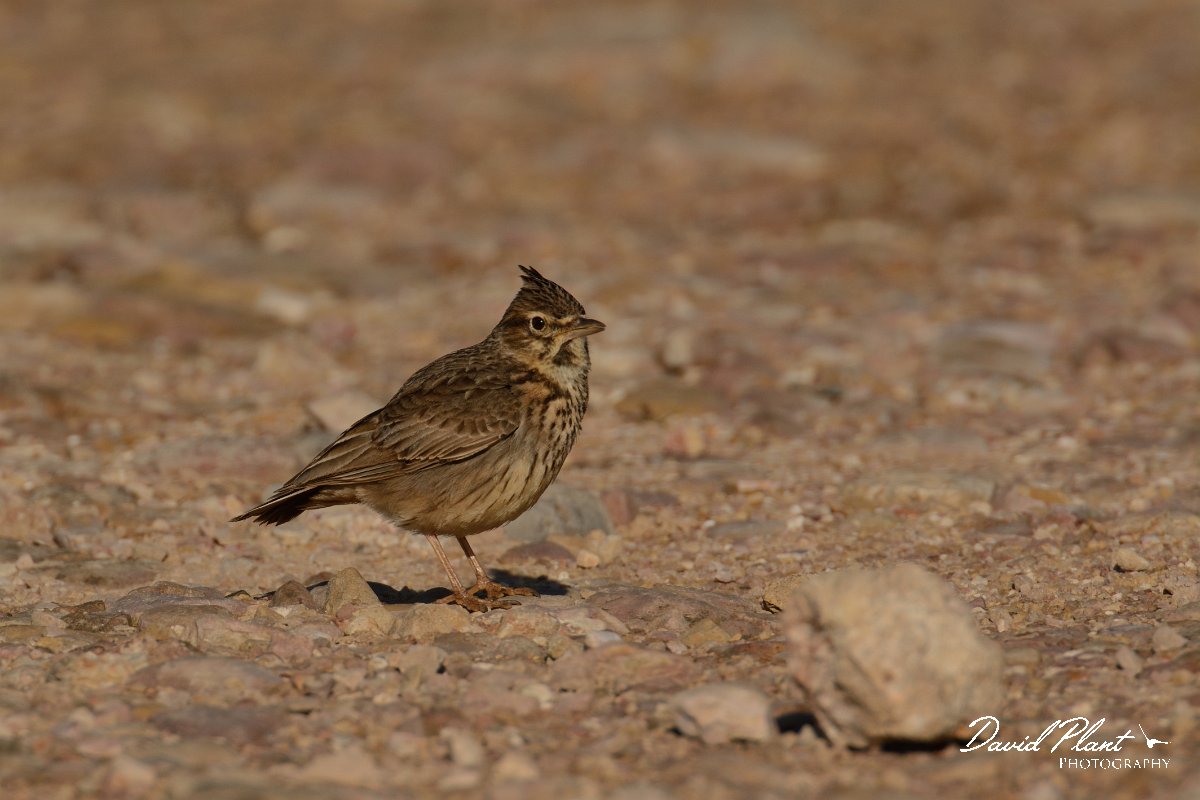 DPP - Wildlife Photography - Thekla lark - C.jpg - Thekla lark - Cabo de São Vicente