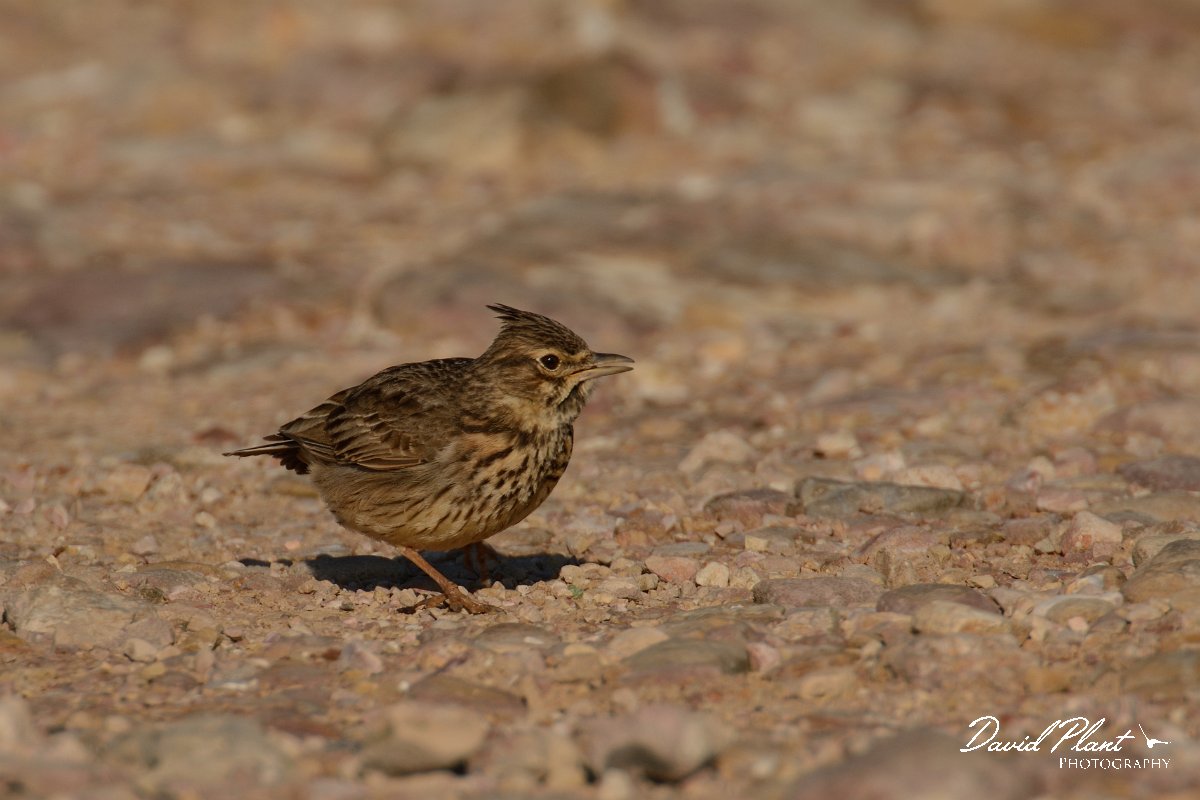 DPP - Wildlife Photography - Thekla lark - D.jpg - Thekla lark - Cabo de São Vicente