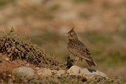 DPP - Wildlife Photography - Thekla lark - A