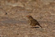 DPP - Wildlife Photography - Thekla lark - B