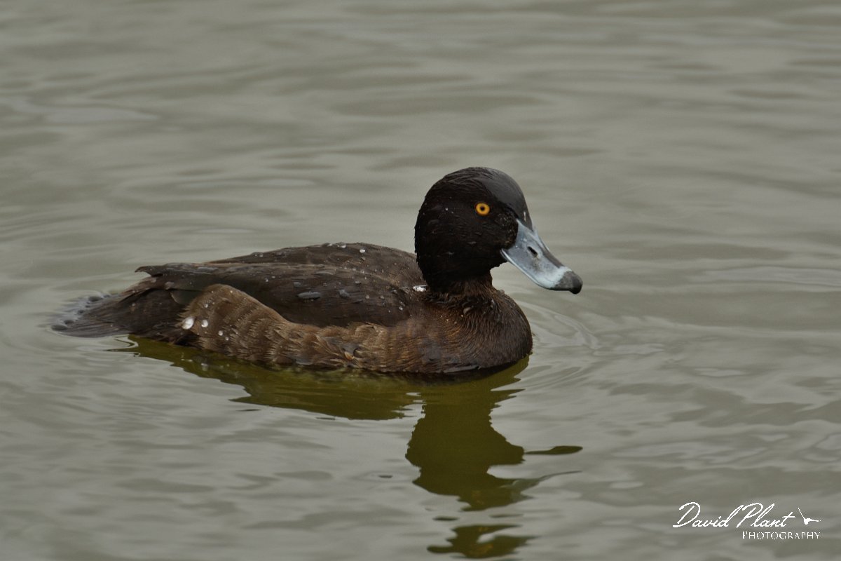 DPP - Wildlife Photography - Tufted duck - A.jpg - Tufted duck, female - Quinta de Marim