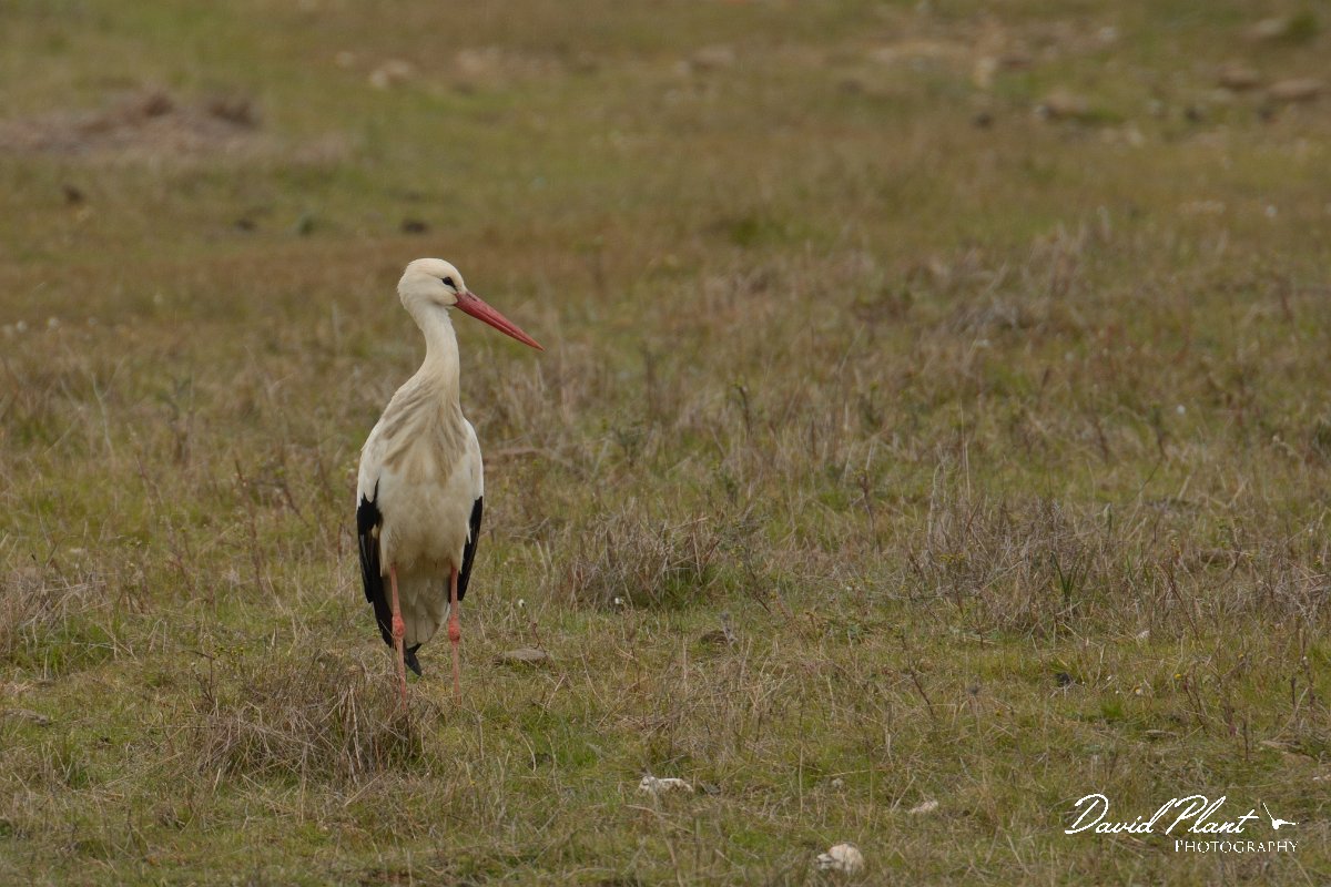 DPP - Wildlife Photography - White stork - A.jpg - White stork - Castro Verde