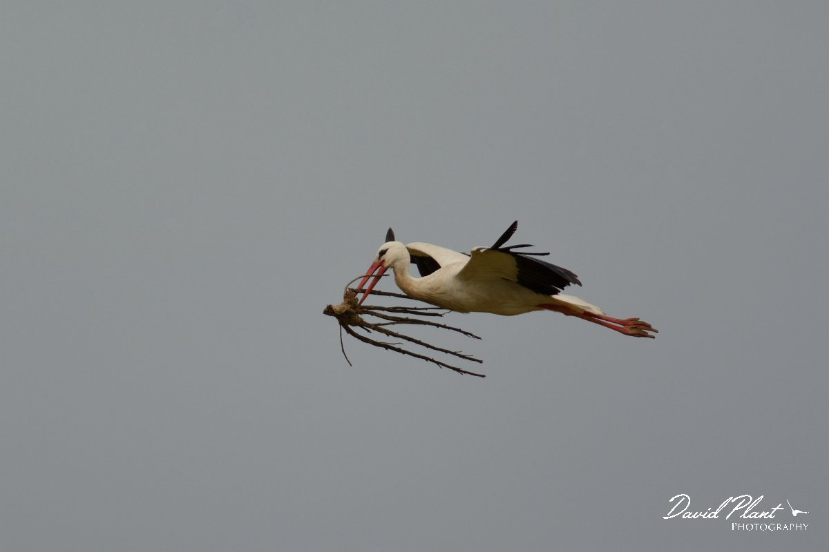 DPP - Wildlife Photography - White stork - E.jpg - White stork with nesting material - Castro Verde