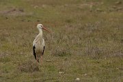 DPP - Wildlife Photography - White stork - A
