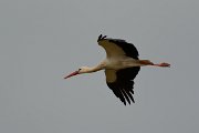 DPP - Wildlife Photography - White stork - F